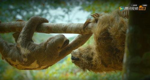 偷拍神兽吃瓜视频大全免费观看  第2张